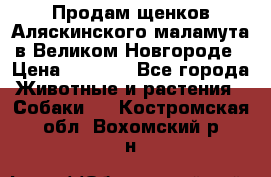 Продам щенков Аляскинского маламута в Великом Новгороде › Цена ­ 5 000 - Все города Животные и растения » Собаки   . Костромская обл.,Вохомский р-н